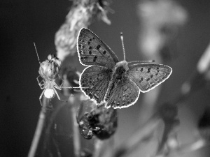 Colourfull Flowers, butterfly, Spider