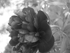 Colourfull Flowers, peony, spider