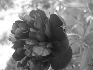 Colourfull Flowers, peony, spider