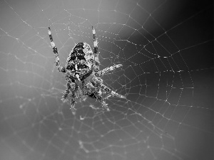 trestle, Web, Spider