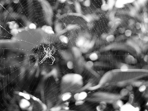 Twigs, Spider, trestle, Web