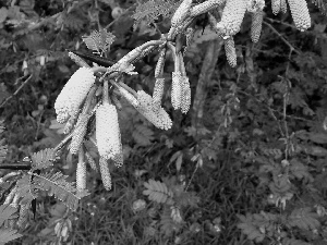 acacia, Flowers, Spikes, Cornigera