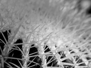 Cactus, Spikes