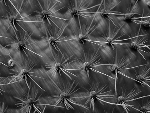 Cactus, Spikes