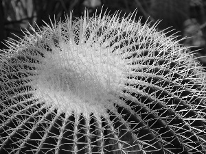 Cactus, Spikes