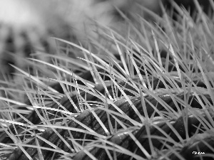 Cactus, Spikes