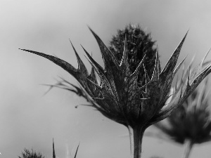 Spikes, dry, teasel