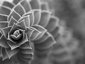 Cactus, spiral