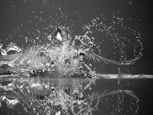 Splash, reflection, fish, water, Bird