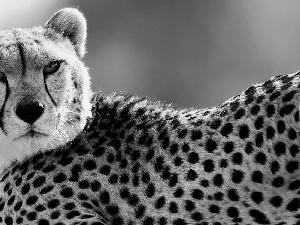 Cheetah, spots