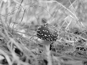 White, toadstool, Hat, Red, mushroom, Spots, grass