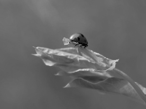 ladybird, Insect, Spots, Red