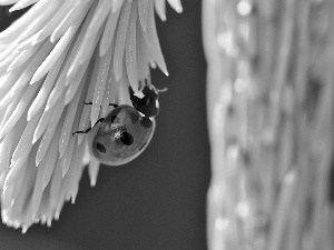 ladybird, Spots