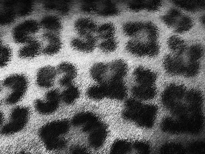 leopard, spots