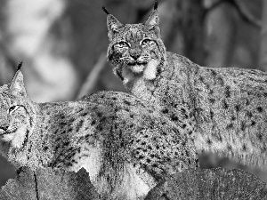 spots, lynx, Logs