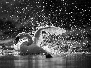 spray, Swans, water