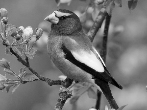 birdies, trees, Spring, flourishing