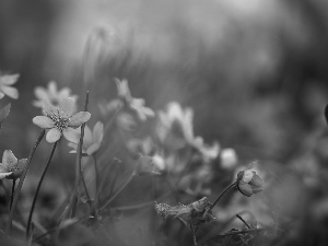 Blue, Liverworts, Flowers, Spring