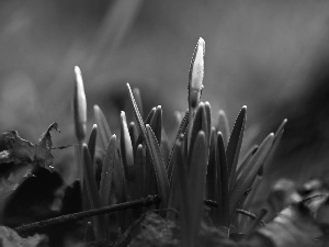 Spring, snowdrops, Buds