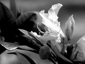 White, Leaf, Spring, Colourfull Flowers