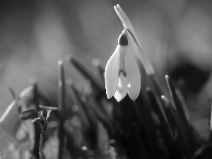 White, Snowdrop, Spring, Colourfull Flowers
