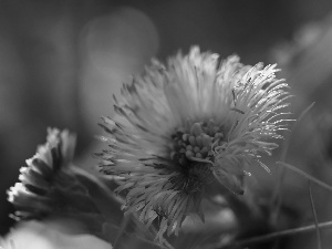 Common Coltsfoot, Colourfull Flowers, Spring, Yellow