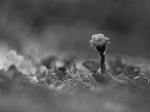 Common Coltsfoot, Colourfull Flowers, Spring, Yellow