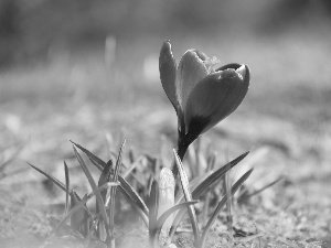 Spring, Pink, crocus