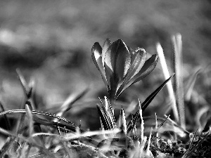 crocus, Spring