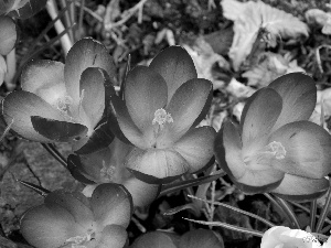 Spring, Blue, crocuses