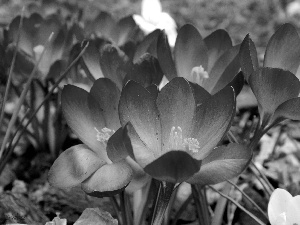 Spring, Blue, crocuses