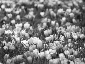 Spring, color, crocuses