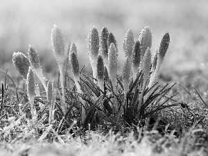 crocuses, Meadow, Spring, dew