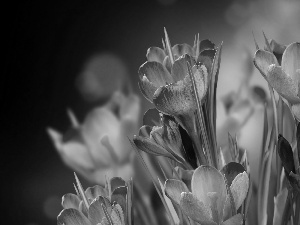 Spring, purple, crocuses