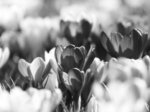 Spring, purple, crocuses