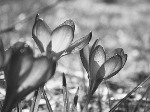 Spring, purple, crocuses