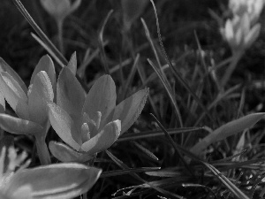 Spring, purple, crocuses