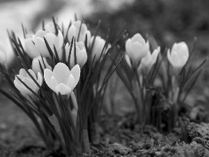 Spring, Yellow, crocuses