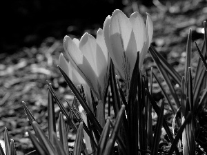 Spring, Yellow, crocuses