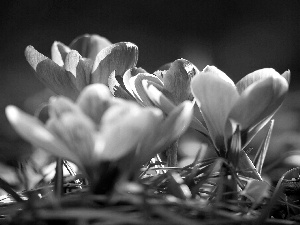 crocuses, Spring