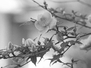 Spring, branch, Flowers