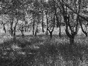 forest, grass, Spring, birch