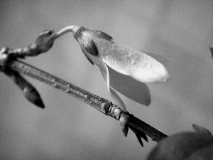 forsythia, Spring