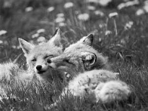 foxes, dandelions, Spring, Meadow