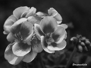 geranium, Spring