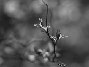 Spring, Red, Leaf