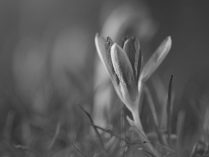 lilac, Colourfull Flowers, Spring, crocus