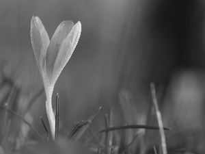 lilac, Colourfull Flowers, Spring, crocus