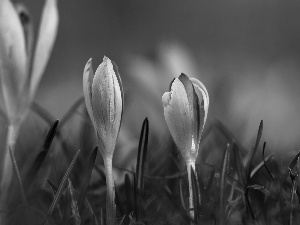 lilac, Flowers, Spring, crocuses