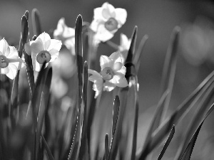 narcissus, Spring